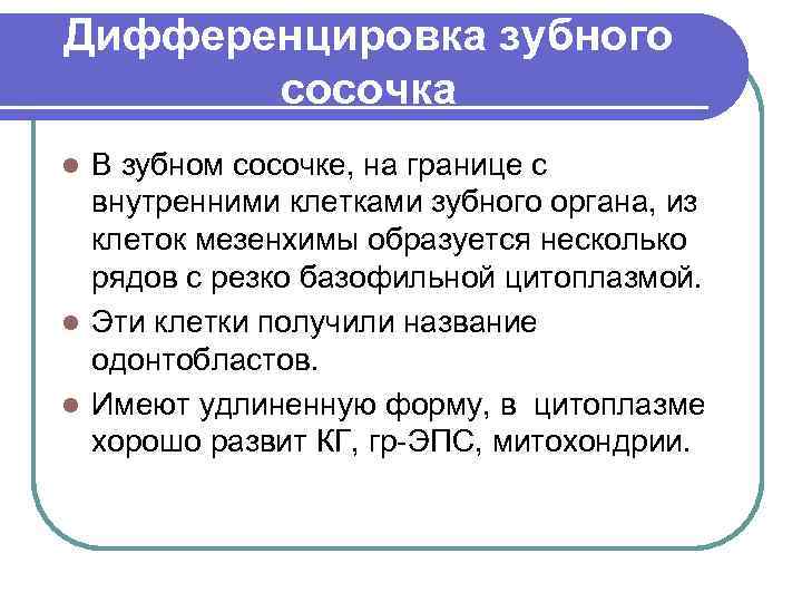 Дифференцировка зубного сосочка В зубном сосочке, на границе с внутренними клетками зубного органа, из