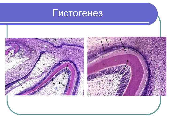 Гистогенез и органогенез рисунок