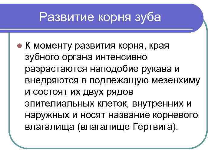 Развитие корня зуба l. К моменту развития корня, края зубного органа интенсивно разрастаются наподобие