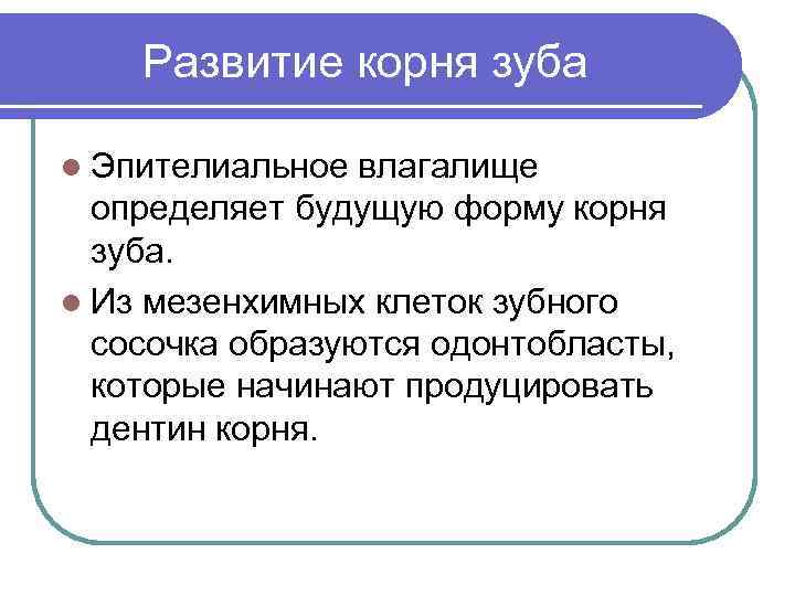 Развитие корня зуба l Эпителиальное влагалище определяет будущую форму корня зуба. l Из мезенхимных