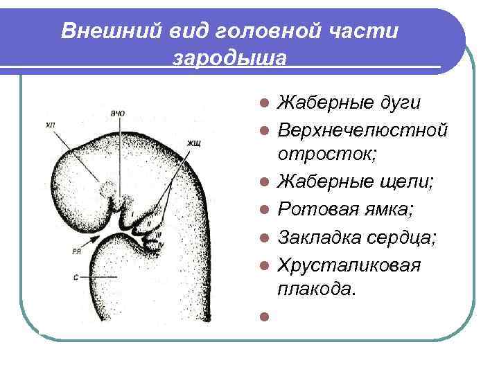 Внешний вид головной части зародыша l l l l Жаберные дуги Верхнечелюстной отросток; Жаберные
