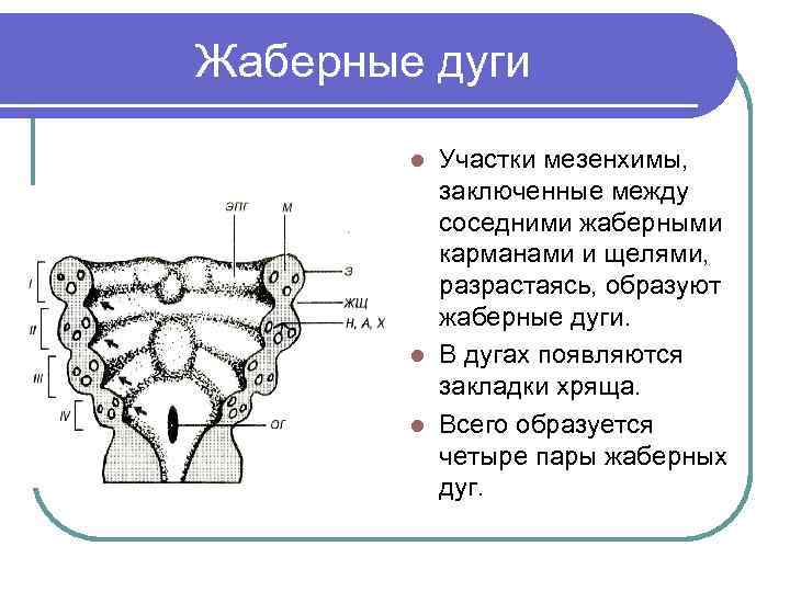 Жаберные дуги Участки мезенхимы, заключенные между соседними жаберными карманами и щелями, разрастаясь, образуют жаберные