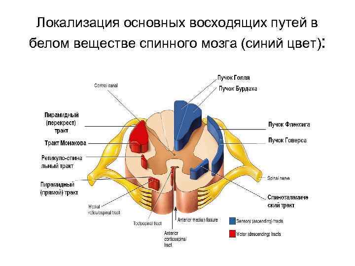 Локализация спинного мозга. Схема нисходящих путей спинного мозга.. Проводящие пути спинного мозга восходящие и нисходящие. Проводящие пути спинного мозга схема. Восходящие пути спинного мозга путь.