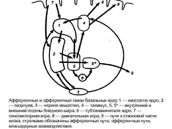 Афферентные и эфферентные связи базальных ядер 1 — хвостатое ядро, 2 — скорлупа, 3