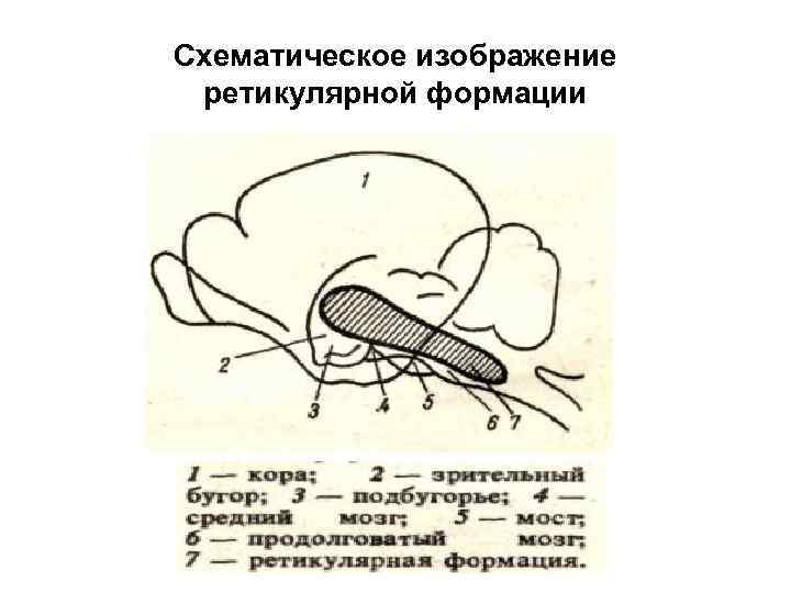 Схематическое изображение ретикулярной формации 