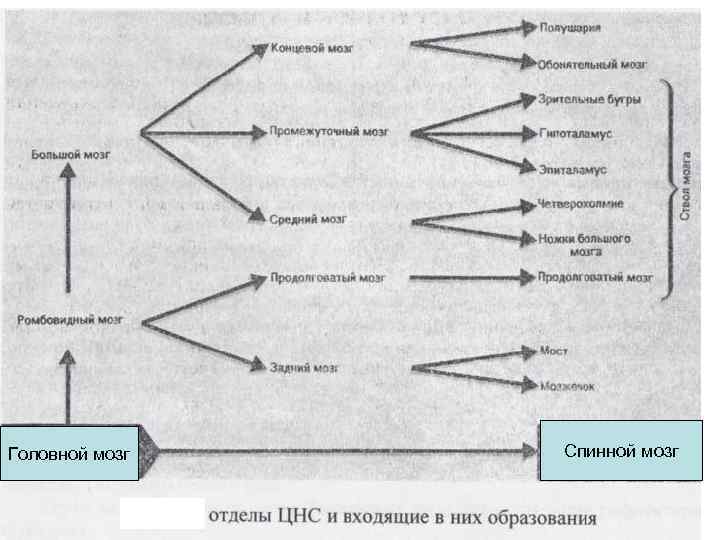 Головной мозг Спинной мозг 