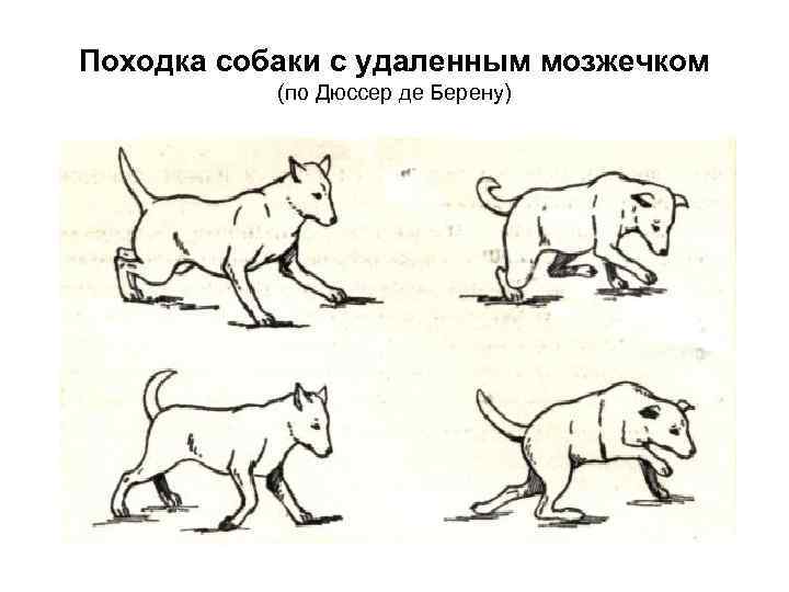 Какой участок мозга поврежден у собаки походка которой изображена на рисунке 1 спинной 2 гипоталамус