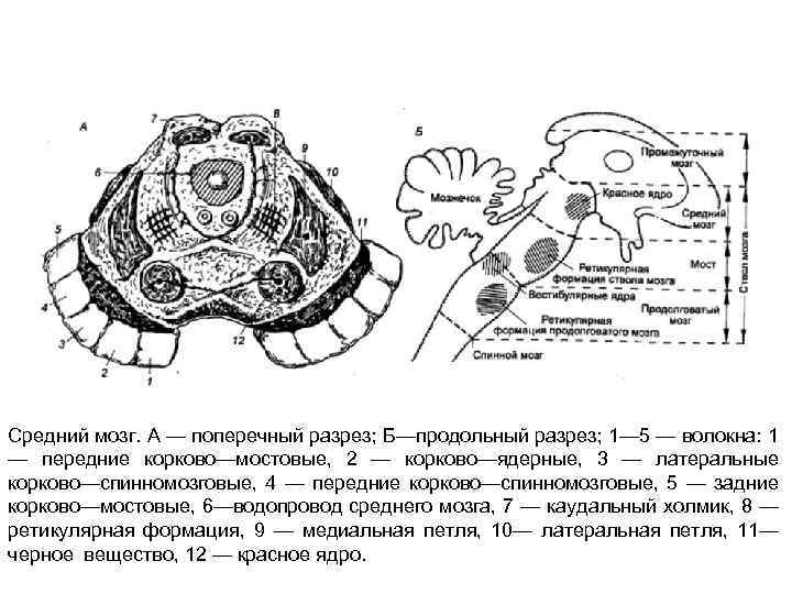 Средний мозг. А — поперечный разрез; Б—продольный разрез; 1— 5 — волокна: 1 —