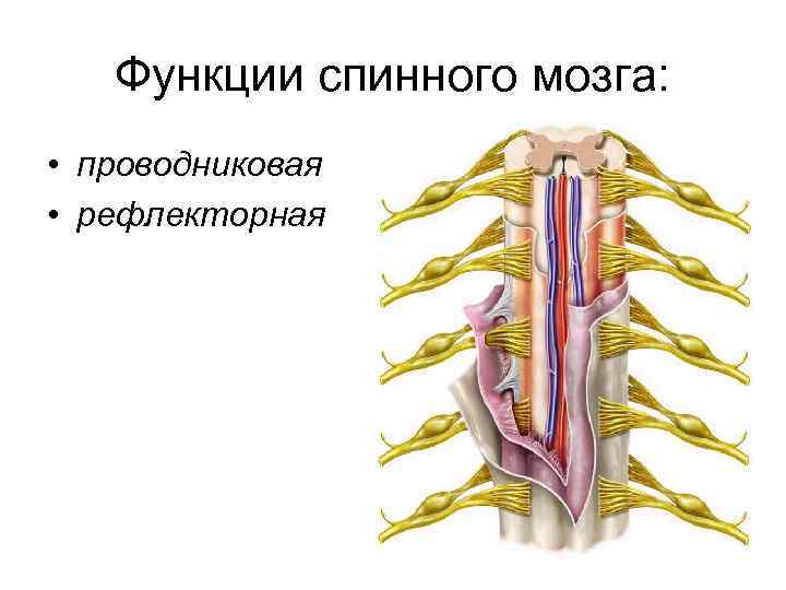 Волокна спинного мозга. Проводниковая система спинного мозга. 2 Функции спинного мозга. Проводниковой функции спинного мозга. Рефлекторная и проводниковая функции спинного мозга.