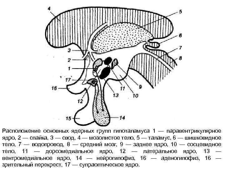 Расположение основных ядерных групп гипоталамуса 1 — паравентрикулярное ядро, 2 — спайка, 3 —