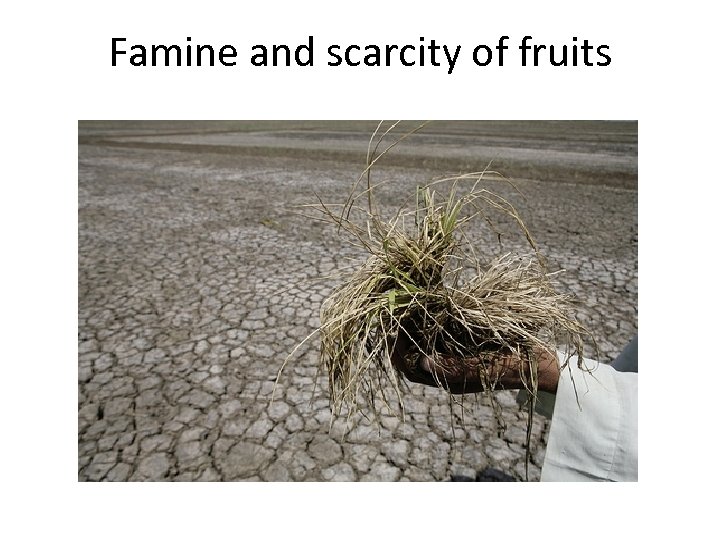 Famine and scarcity of fruits 