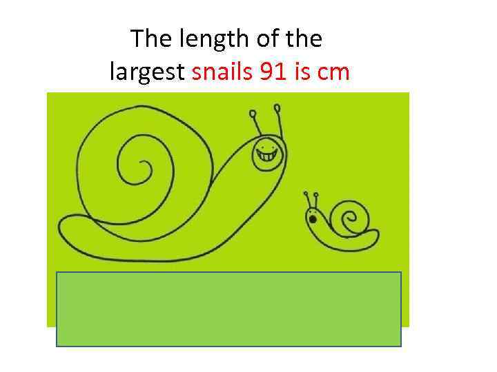 The length of the largest snails 91 is cm 