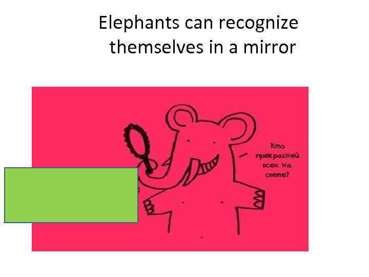 Elephants can recognize themselves in a mirror 