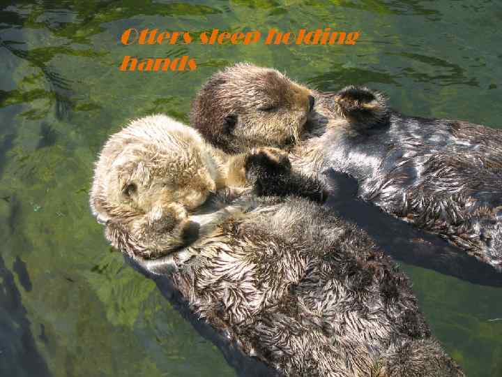 Otters sleep holding hands 