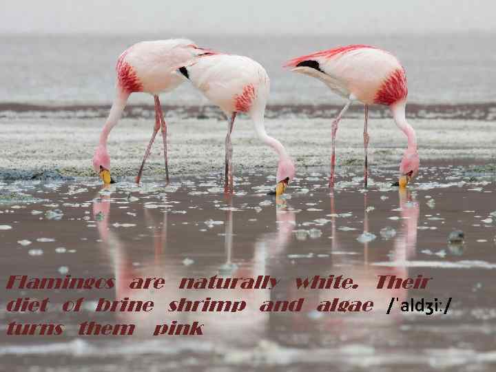 Flamingos are naturally white. Their diet of brine shrimp and algae /ˈaldʒiː/ turns them