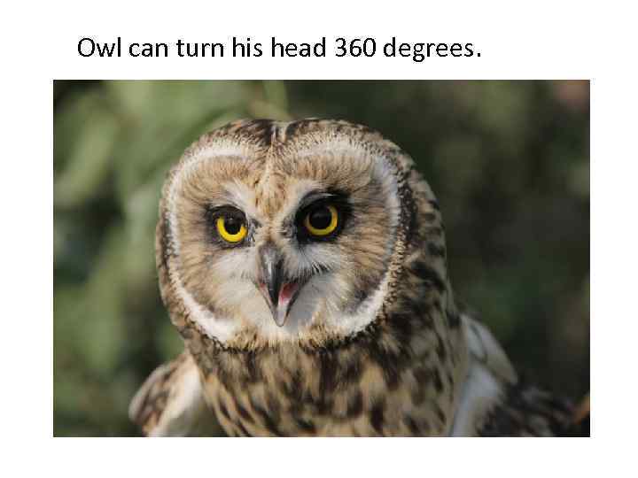 Owl can turn his head 360 degrees. 