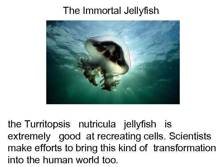 The Immortal Jellyfish the Turritopsis nutricula jellyfish is extremely good at recreating cells. Scientists