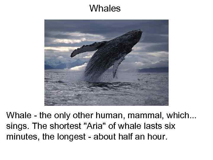 Whales Whale - the only other human, mammal, which. . . sings. The shortest