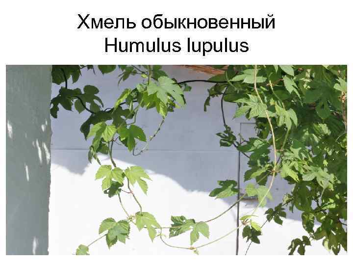 Хмель обыкновенный Humulus lupulus 