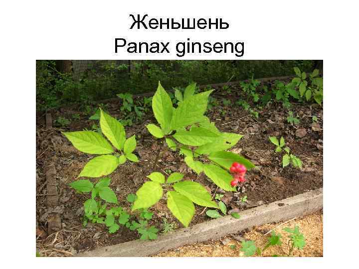 Женьшень Panax ginseng 