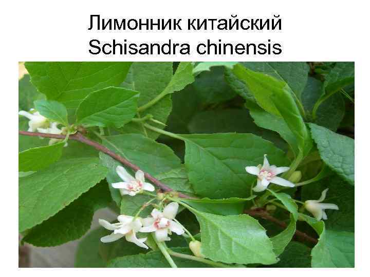 Лимонник китайский Schisandra chinensis 