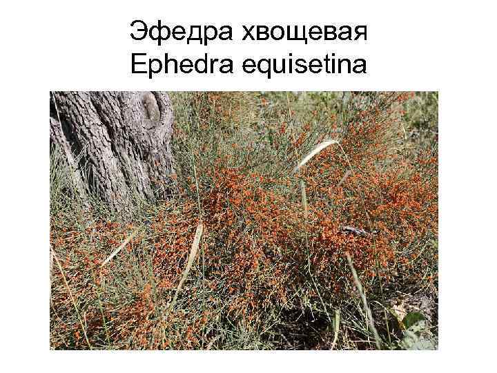 Эфедра хвощевая Ephedra equisetina 
