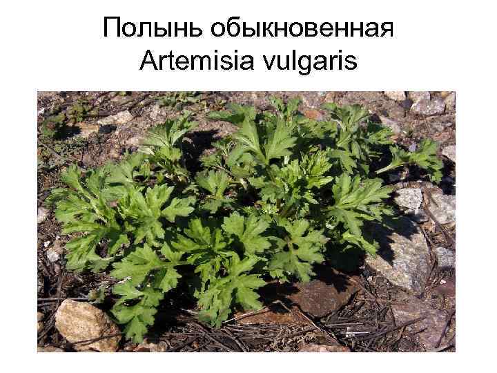 Полынь обыкновенная Artemisia vulgaris 