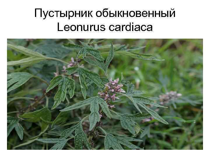 Пустырник обыкновенный Leonurus cardiaca 