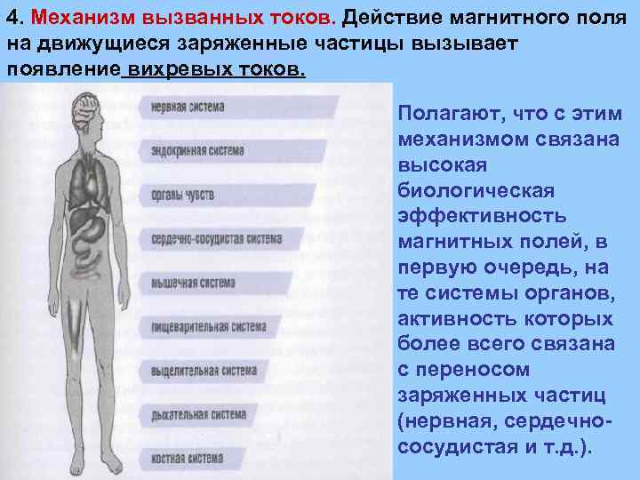 4. Механизм вызванных токов. Действие магнитного поля на движущиеся заряженные частицы вызывает появление вихревых