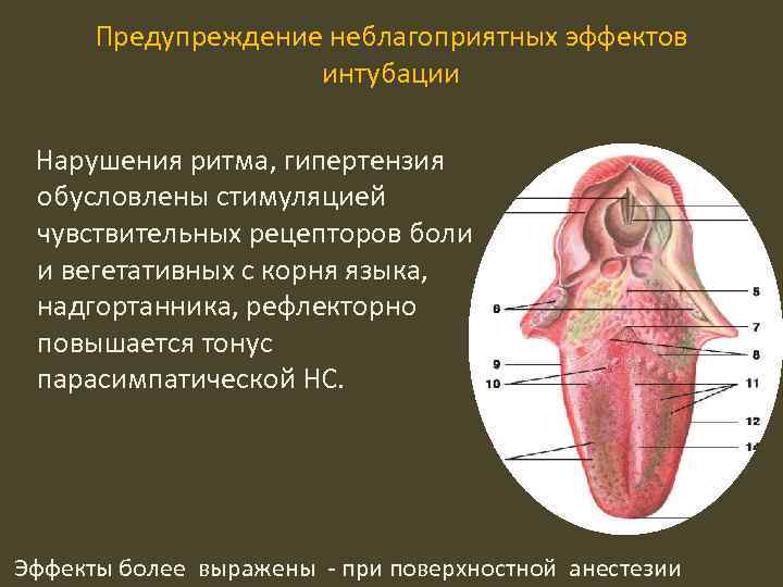 Предупреждение неблагоприятных эффектов интубации Нарушения ритма, гипертензия обусловлены стимуляцией чувствительных рецепторов боли и вегетативных