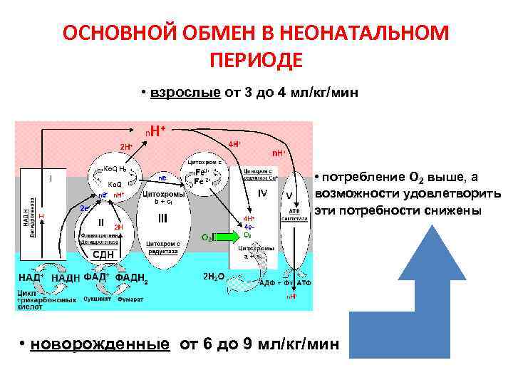 ОСНОВНОЙ ОБМЕН В НЕОНАТАЛЬНОМ ПЕРИОДЕ • взрослые от 3 до 4 мл/кг/мин • потребление