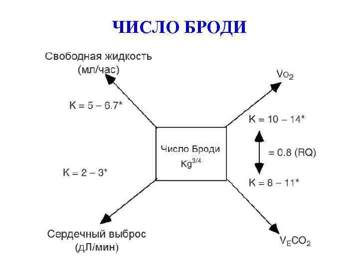 ЧИСЛО БРОДИ 