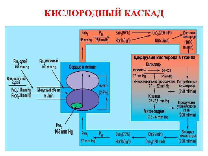 КИСЛОРОДНЫЙ КАСКАД 