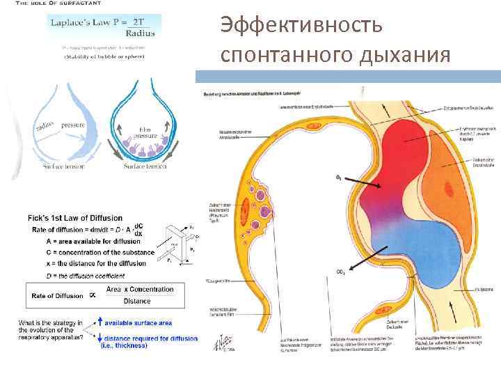 Эффективность спонтанного дыхания 