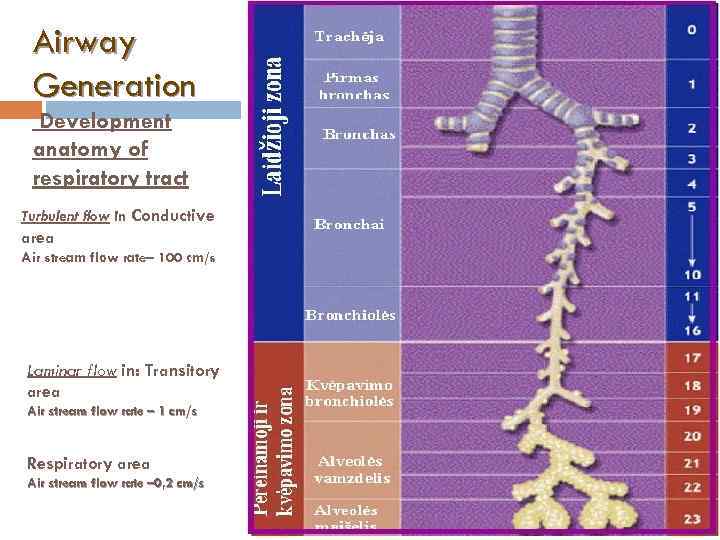 Airway Generation Development anatomy of respiratory tract Turbulent flow in Conductive area Air stream