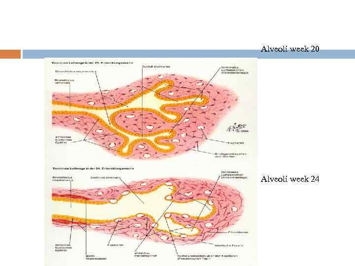 Alveoli week 20 Alveoli week 24 