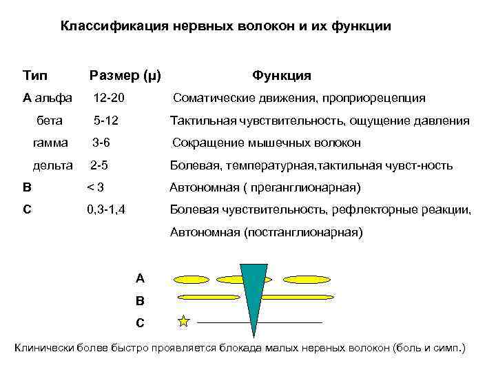 Классификация нервных волокон и их функции Тип Размер (µ) Функция А альфа 12 -20
