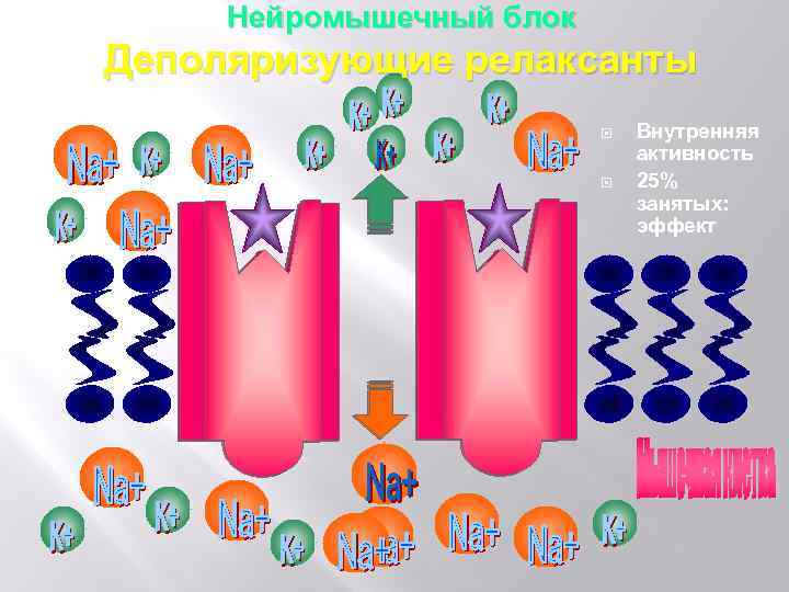 Нейромышечный блок Деполяризующие релаксанты Внутренняя активность 25% занятых: эффект 