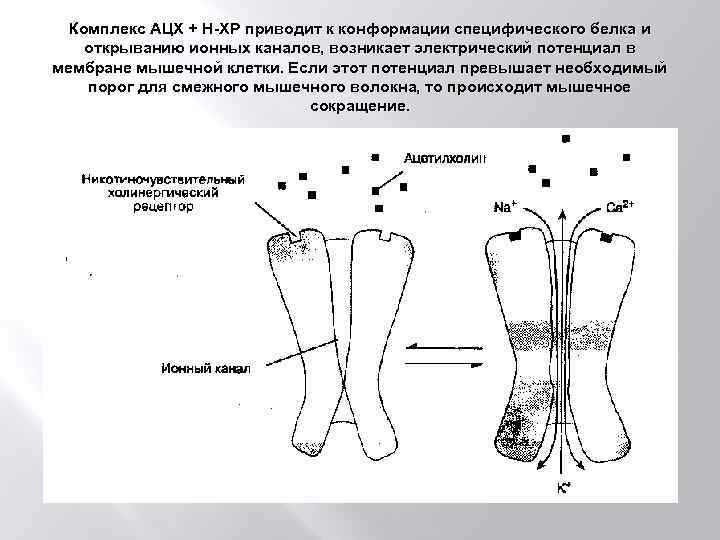 Комплекс АЦХ + Н-ХР приводит к конформации специфического белка и открыванию ионных каналов, возникает