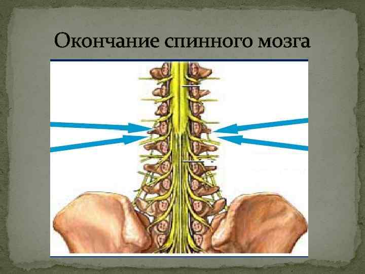 Окончание спинного мозга 