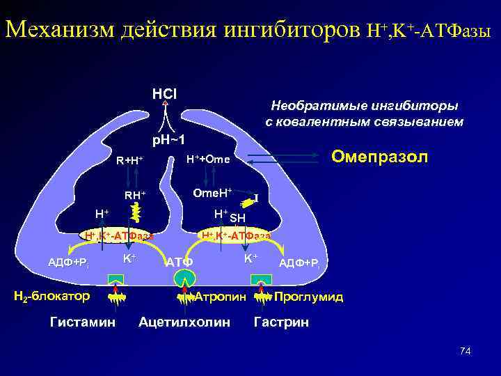 Механизм действия ингибиторов H+, K+-ATФaзы HCl Необратимые ингибиторы с ковалентным связыванием p. H~1 R+H+