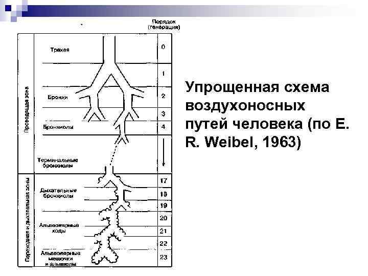 Упрощенная схема воздухоносных путей человека (по Е. R. Weibel, 1963) 