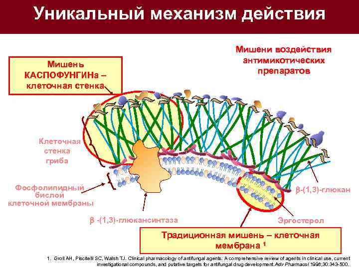 Уникальный механизм действия Мишени воздействия антимикотических препаратов Мишень КАСПОФУНГИНа – клеточная стенка Клеточная стенка