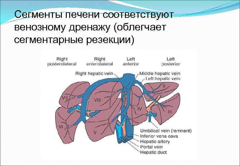 Сегменты печени соответствуют венозному дренажу (облегчает сегментарные резекции) 