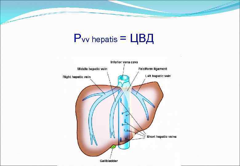Pvv hepatis = ЦВД 