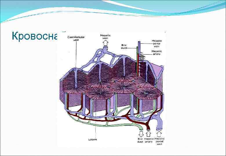 Кровоснабжение печени 