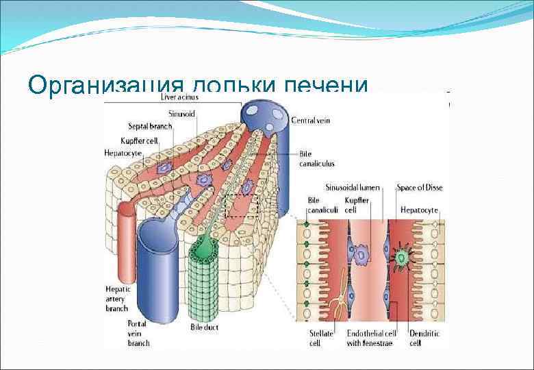 Изучите строение дольки печени к рисунку сделайте обозначения