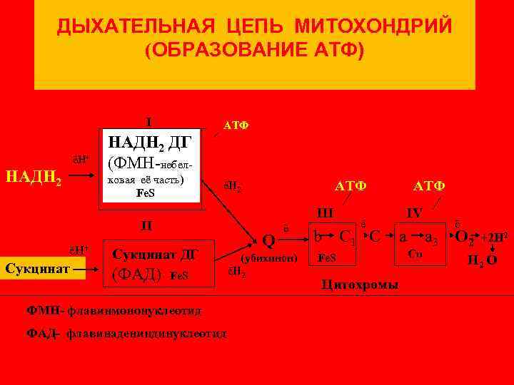 Механизм синтеза атф в митохондриях. Дыхательная цепь АТФ. Дыхательная цепь митохондрий. Образование АТФ В дыхательной цепи. Дыхательная цепь сукцинат.