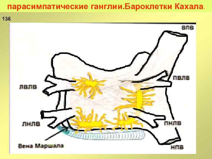 парасимпатические ганглии. Бароклетки Кахала. 136 