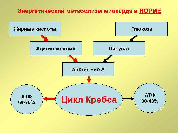 Энергетический метаболизм миокарда в НОРМЕ Жирные кислоты Глюкоза Ацетил коэнзим Пируват Ацетил - ко